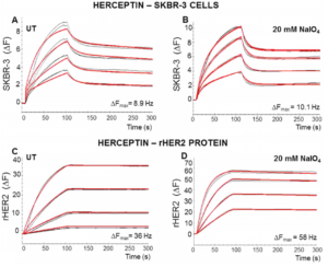 Cellular glycosylation affects Herceptin binding and sensitivity of breast cancer cells to doxorubicin and growth factors Cellular glycosylation affects Herceptin binding and sensitivity of breast cancer cells to doxorubicin and growth factors
