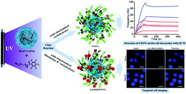 Facile fabrication of glycopolymer-based iron oxide nanoparticles and their applications in the carbohydrate–lectin interaction and targeted cell imaging. Facile fabrication of glycopolymer-based iron oxide nanoparticles and their applications in the carbohydrate–lectin interaction and targeted cell imaging.