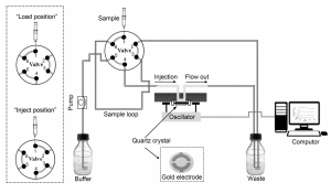 Optimization of 3D Surfaces of Dextran with Different Molecule Weights for Real-Time Detection of Biomolecular Interactions by a QCM Biosensor Optimization of 3D Surfaces of Dextran with Different Molecule Weights for Real-Time Detection of Biomolecular Interactions by a QCM Biosensor