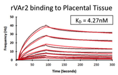 Real-time and label free determination of ligand binding-kinetics to Real-time and label free determination of ligand binding-kinetics to