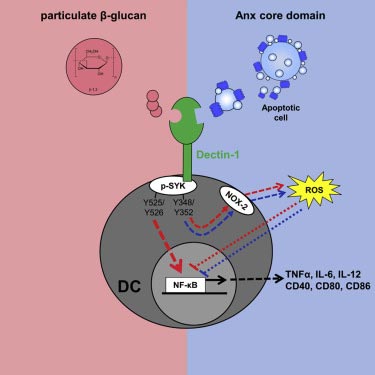 Dectin-1 Binding to Annexins on Apoptotic Cells Induces Peripheral Immune Tolerance via NADPH Oxidase-2